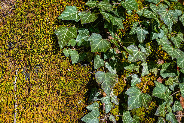 Horizontal view of creeping plants growing along a tree trunk with green moss. Ideal for nature textures and backgrounds.