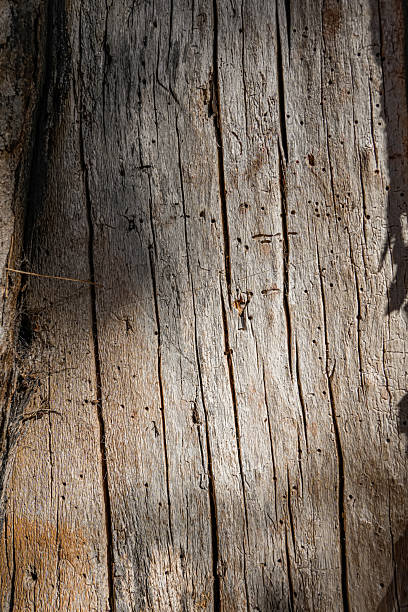 istock Close-Up of Oak Tree Bark Texture 2244766910