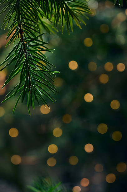 Christmas background. Soft yellow lights among evergreen branches.