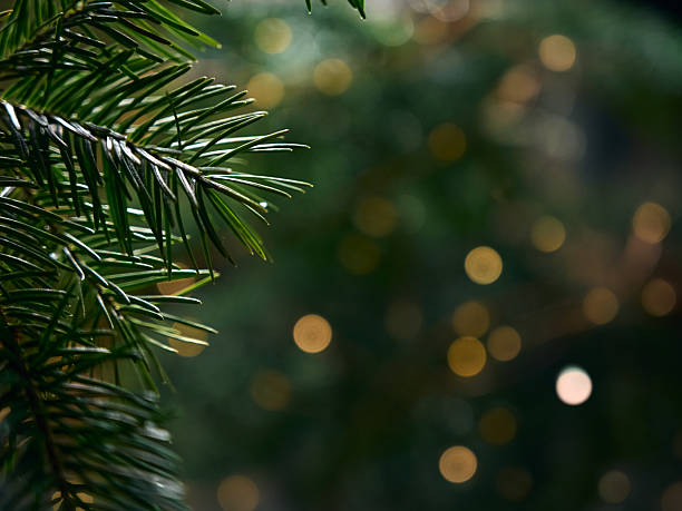 istock Christmas background. Soft yellow lights among evergreen branches. 2244767505