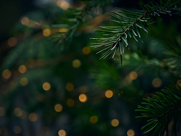 istock Christmas background. Soft yellow lights among evergreen branches. 2244767510