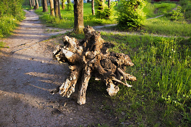 A rustic tree stump rests on a dirt path, surrounded by vibrant green grass and trees, illustrating the natural beauty and tranquility of the outdoor environment
