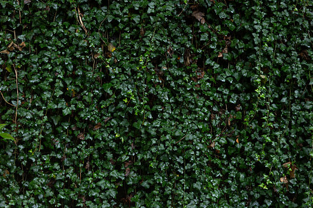 istock Dense green ivy leaves covering wall natural background texture vegetation 2244769204