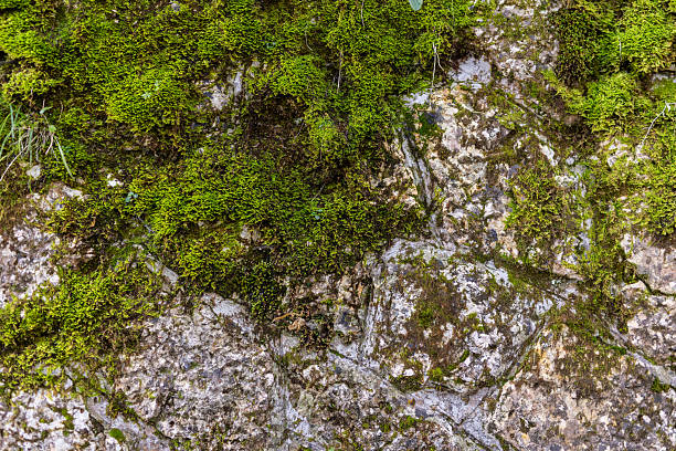 istock Green moss growing on limestone rock natural texture organic background 2244769210