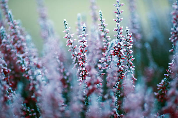 istock Frost on the plants in the autumn 2244769279