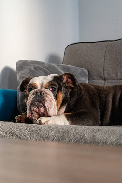 istock Cute bulldog resting on couch at home 2244769299