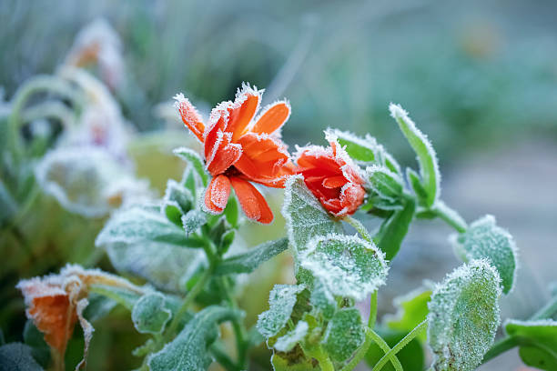 istock Frost on the plants in the autumn 2244769369