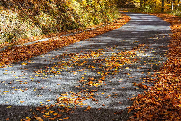Scenic road covered with golden fallen leaves, winding through an autumn forest. Perfect for fall, nature, and seasonal landscape projects.