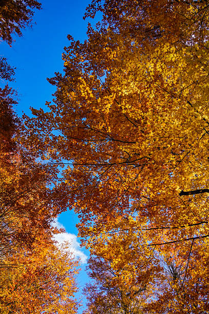 istock Autumn Tree Canopies from Below Against Blue Sky 2244769596