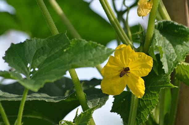istock Honey Bee on Yellow Flower 2244770746