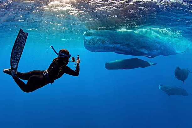 Group of sperm whales (Physeter macrocephalus) and free diver (Southern Indian ocean) Mauritius