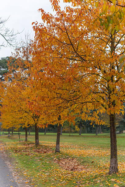 istock Rows of autumn trees with orange leaves line a park path. 2244772058