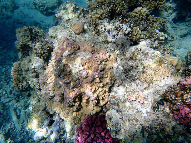 istock egypt coral reef snorkeling 2244772398
