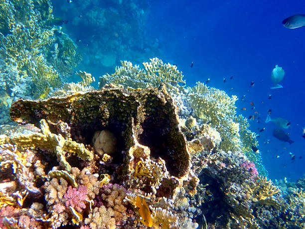 istock egypt coral reef snorkeling 2244773256