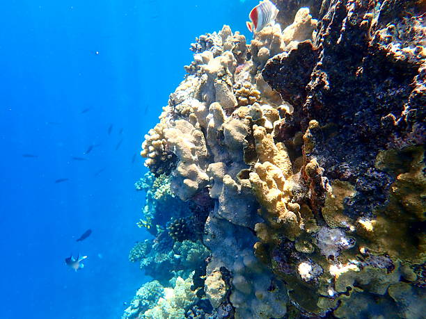 istock egypt coral reef snorkeling 2244773298