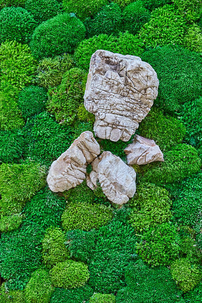 Vertical moss garden. Eco friendly green wall.