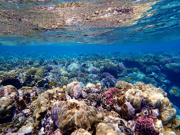 istock egypt coral reef snorkeling 2244774309