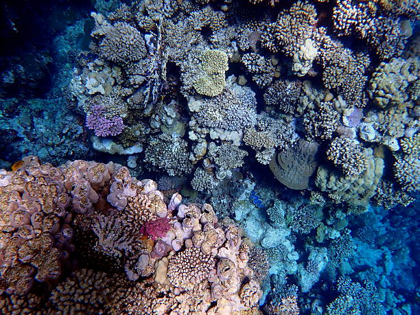 istock egypt coral reef snorkeling 2244775640