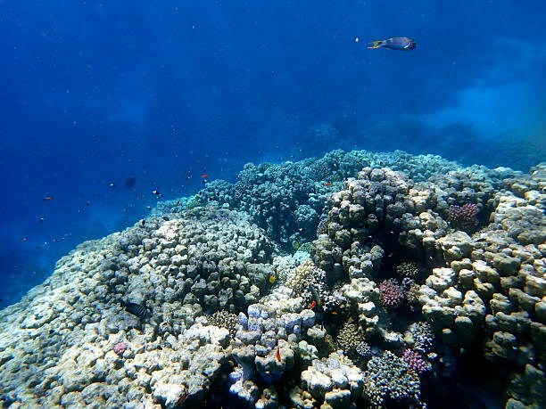 istock egypt coral reef snorkeling 2244776110