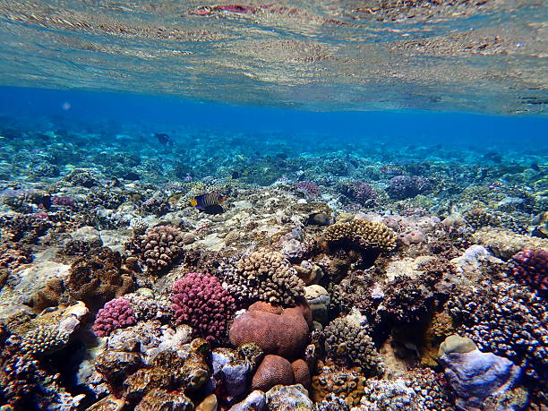 istock egypt coral reef snorkeling 2244776137