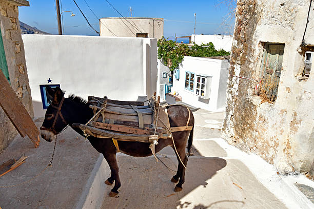 Cargo horses are held near to dock to transport goods to locations in the city at Hydra, Greece. No motor vehicles are allowed on the island so the only means of transport are horses or donkeys.