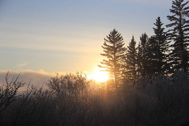 The sun comes up in a frosted fog and makes the trees look cool.