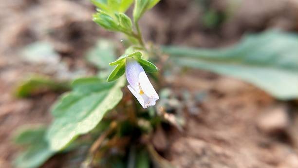 A small wildflower blooms on sandy, arid ground. The flower has a tubular shape with a pale purple and white hue, surrounded by small green leaves. The sandy soil appears dry and sparse, typical of a desert or arid environment. The close-up perspective highlights the delicate features of the flower against the coarse texture of the ground.