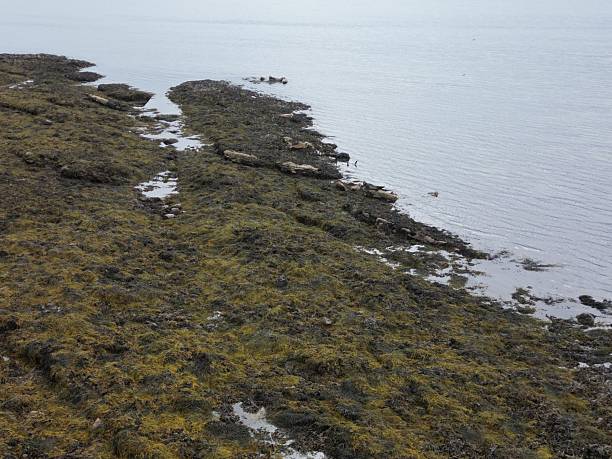 istock Group Of Atlantic Grey Seals in Scotland 2244778997