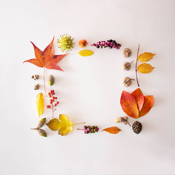 istock Creative natural layout made of autumun flora.Neatly organised.Flat lay.Copy space 2244779097