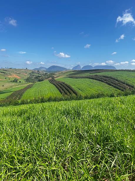 istock Farming systems integrate cattle breeding, crop, and or forest. Alternatives innovation systens forest planted with eucalyptus intercropped with Urochloa and Panicum maximum grass 2244779151
