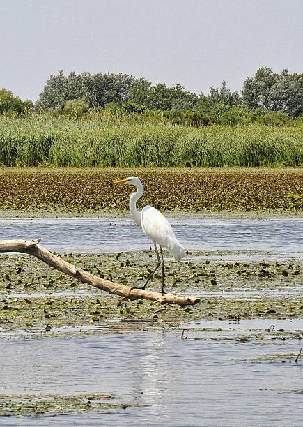 istock Egret on Lake Tisza 2244779980