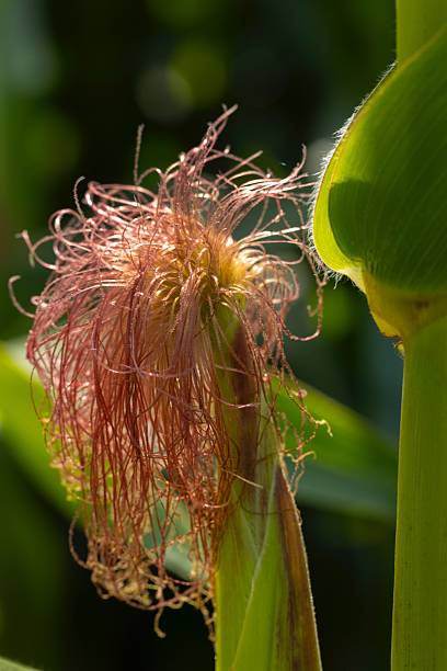 Mais or corn cob growing at agricultural field. In close up