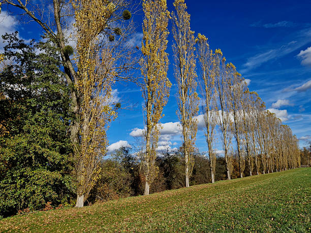 istock Black poplar near a large river in the evening reflections on the water surface has a distinct habitus Populus ´Italica´ 2244780838