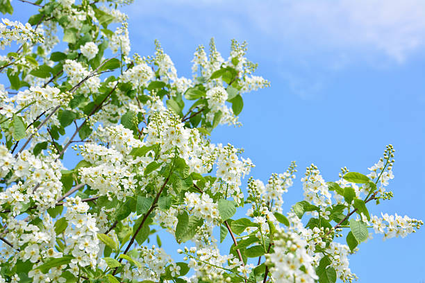 White Blossoms of bird cherry tree Against a Clear Blue Sky in Spring