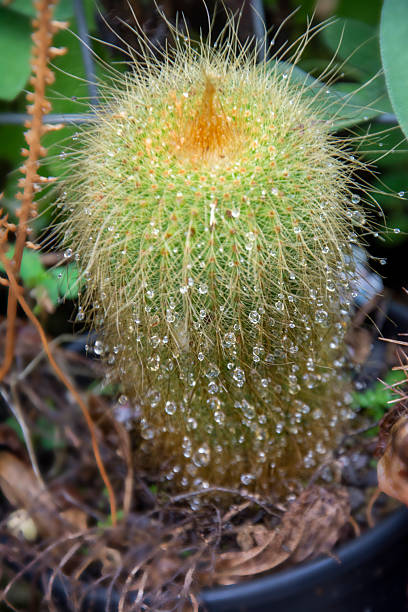 Cactus (  Parodia leninghausii )in the garden with water droplets on the plant.