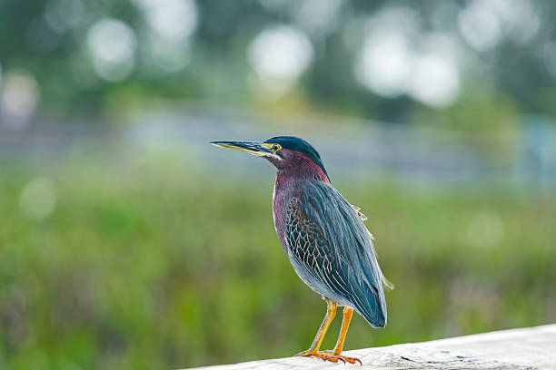 istock Green Heron Standing On The Boardwalk (Butorides virescens) Florida, USA 2244781258