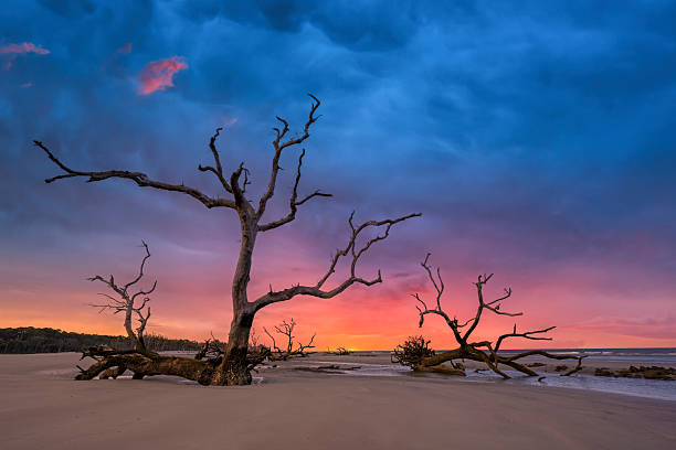 istock Boneyard beach tree silhouettes on a stormy morning 2244781851