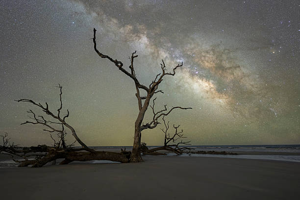 istock Milky Way Galaxy rising behind a silhouette of a dead tree on the beach 2244781882