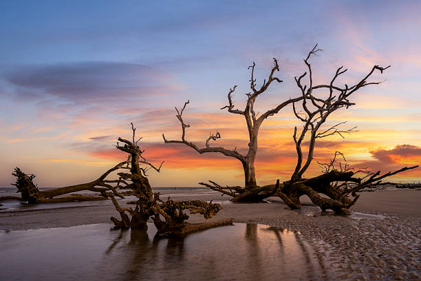 istock Vibrant sunset with driftwood and dead trees reflecting in a tide pool at Boneyard Beach 2244782011