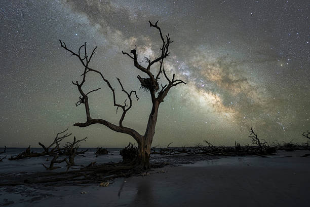 istock Milky Way Galaxy rising behind a tree silhouette on the beach 2244782056