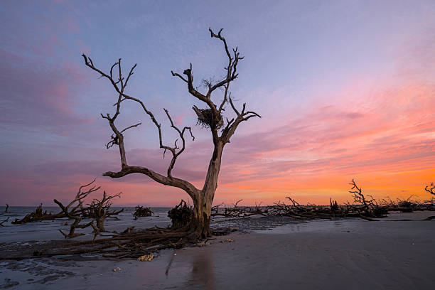 istock Hunting Island State Park beach sunset with a dead tree 2244782057