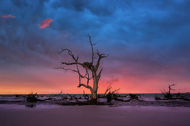 istock Storm cloud sunrise with a lone dead tree on boneyard beach 2244782059