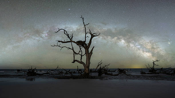 istock Milky Way Galaxy Panorama over a loan tree on the beach 2244782060