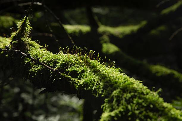 Moss at a branch in the forest in close up