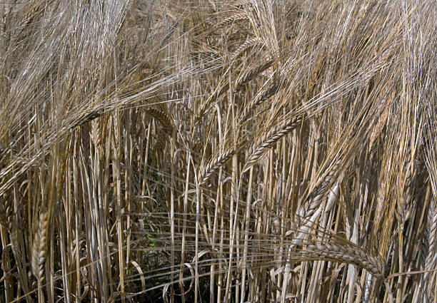 Grain field in summer, wheat ears ready for harvesting. Farming in the Netherlands
