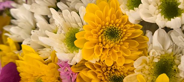 istock Multicolored flowers for the background 2244784299
