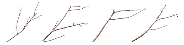 Collection of dry thin tree branches isolated on white background, natural wood twigs with light brown texture, perfect for eco nature elements, decoration concept, and environmental illustration.