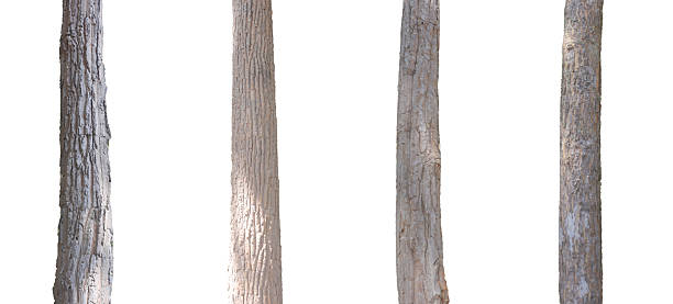 istock Collection of tree trunks isolated on white background, detailed natural bark textures in different shades, perfect for eco design, forest concept, environmental projects, and nature background themes. 2244784450
