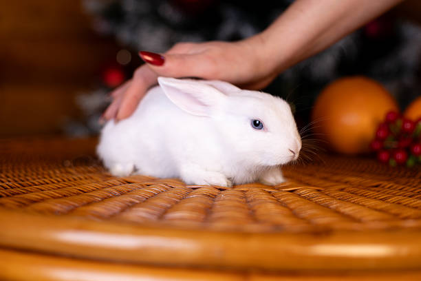 Woman gently petting a white rabbit in a cozy basket, creating a tender moment.