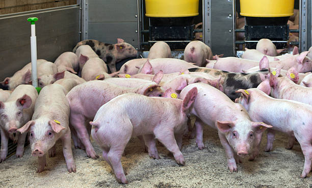 istock Pigs or piglets in stable. Pigs breeding 2244785409
